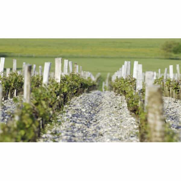 CHATEAU MARGAUX 2015, MARGAUX - Image 3