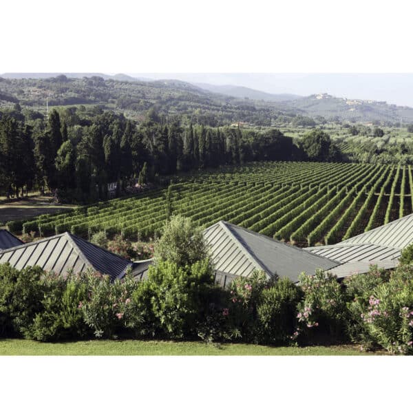 BRUNELLO DI MONTALCINO RENNINA 2018 - PIEVE SANTA RESTITUTA - Image 3
