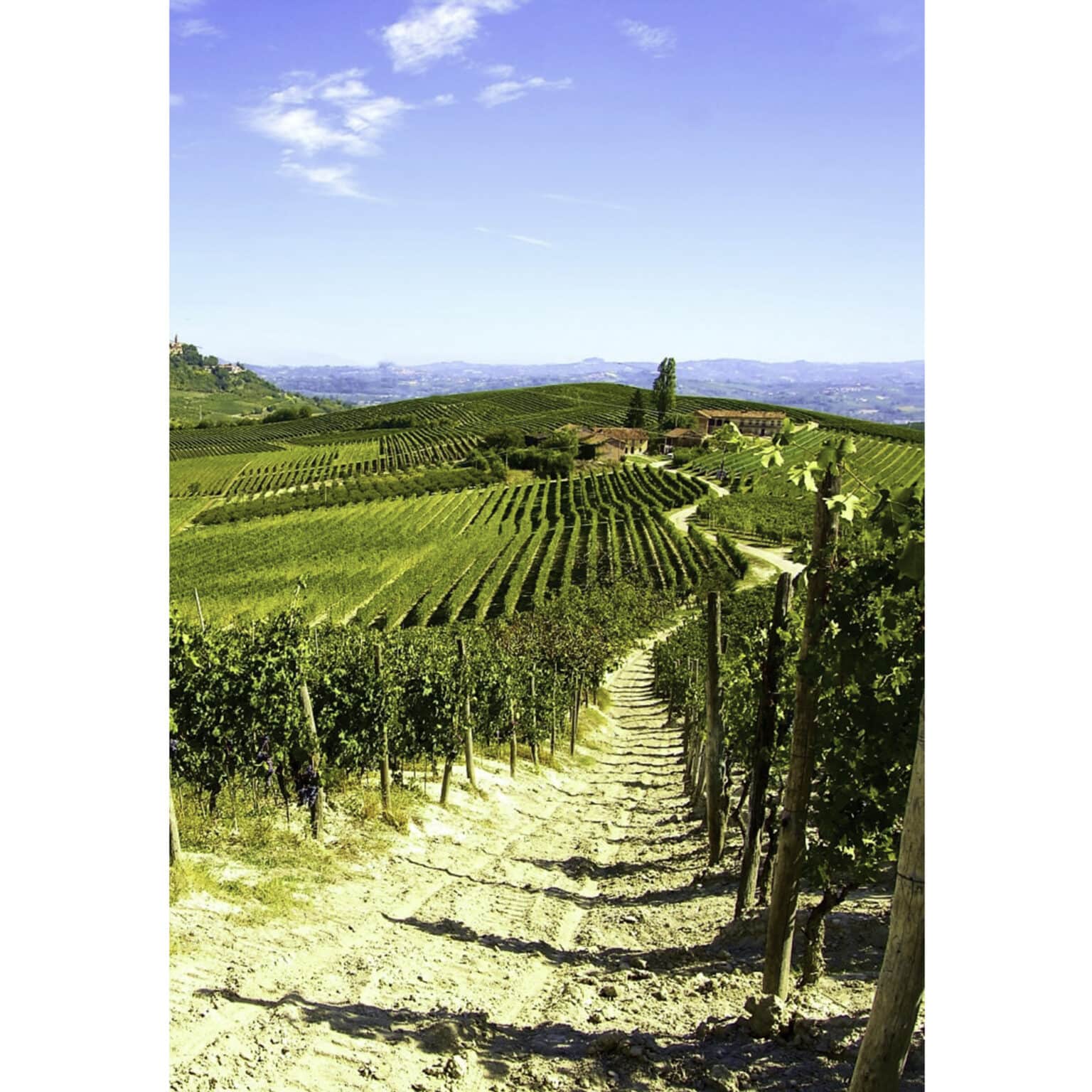 Nebbiolo Red Wine - La Maison du Vin Cyprus