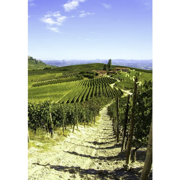 Nebbiolo Red Wine - La Maison du Vin Cyprus