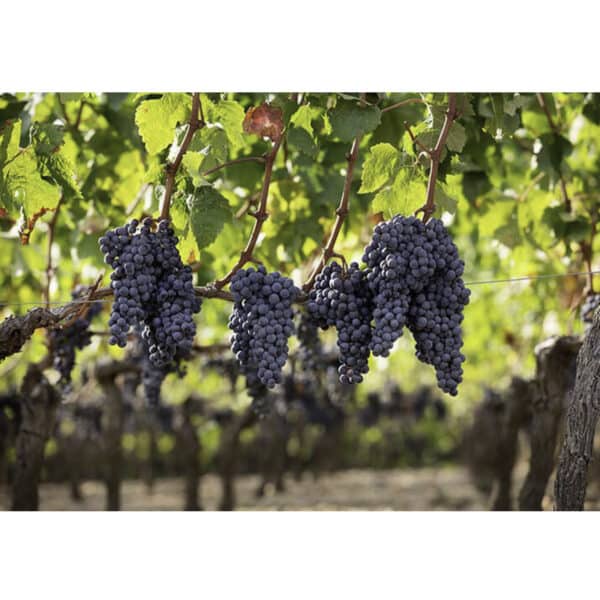 CHATEAU LAFLEUR-GAZIN 2021, POMEROL - Image 3
