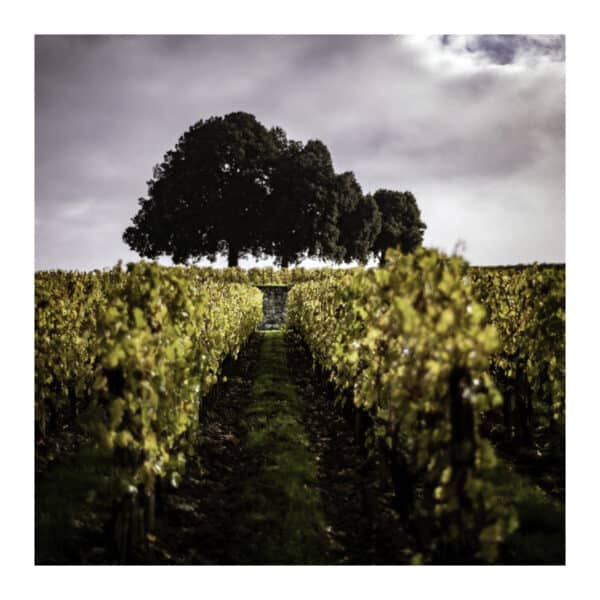 CHATEAU PAVIE MACQUIN 2021, ST-EMILION - Image 3