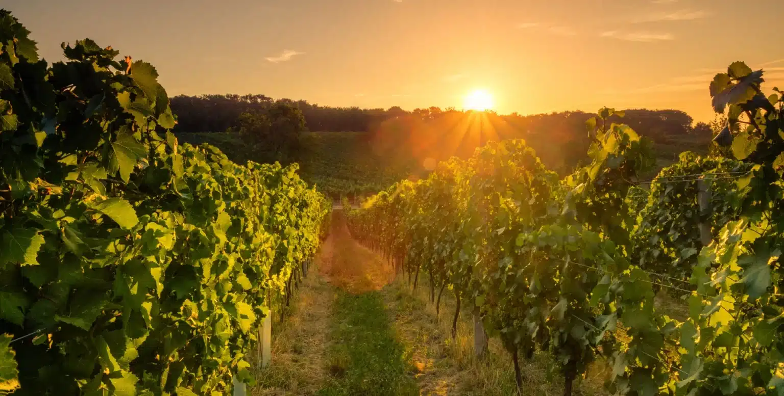 ruinart - world’s first Champagne House - la maison du vin - champagne online