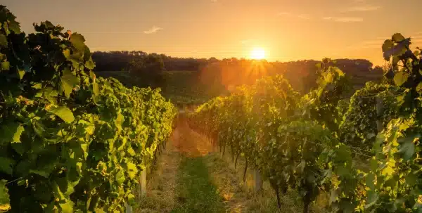 ruinart - world’s first Champagne House - la maison du vin - champagne online