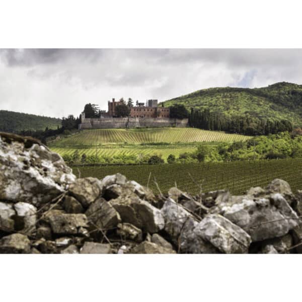 THE RICASOLIS AND THE CHIANTI CLASSICO AREA With its gentle hills, velvety valleys and thick woodlands of oaks and chestnuts, the 1,200 hectares of property include almost 240 hectares of vineyards and 26 of olive groves.