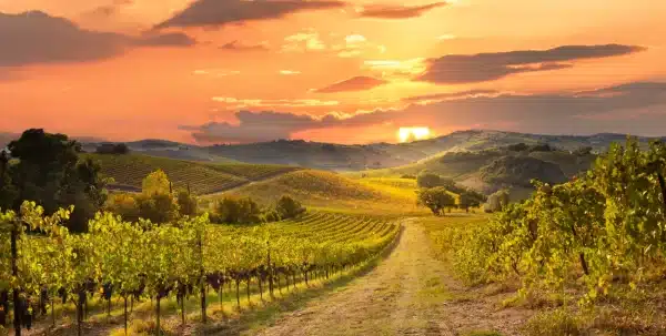 ruinart - world’s first Champagne House - la maison du vin - champagne online