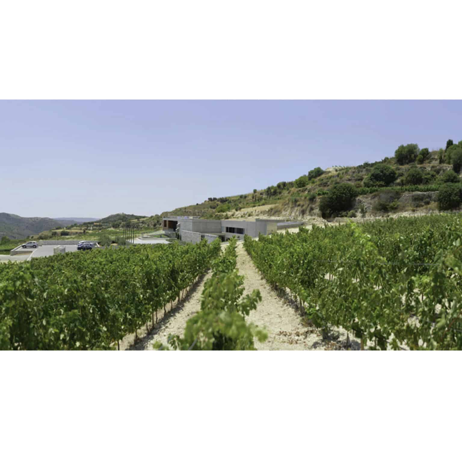 Xynisteri - tsiakkas - cyprus wines - la maison du vin