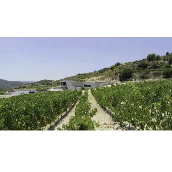 Xynisteri - tsiakkas - cyprus wines - la maison du vin