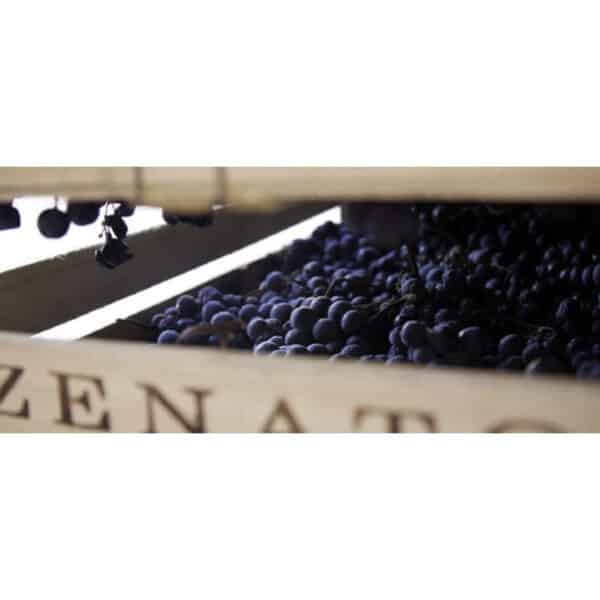 AMARONE SELECTION RISERVA SERGIO ZENATO 2018 - Image 2