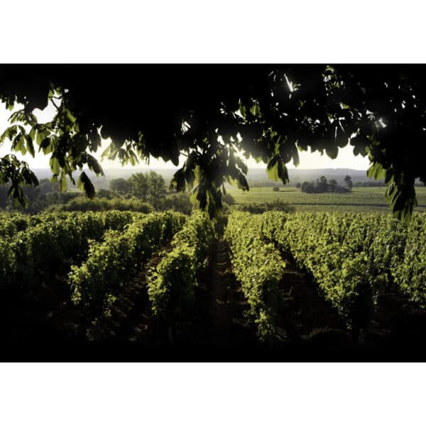 CHATEAU D' YQUEM 2021, SAUTERNES - Image 3