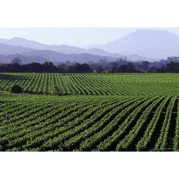 OTHELLO NAPA VALLEY 2019 - Image 2