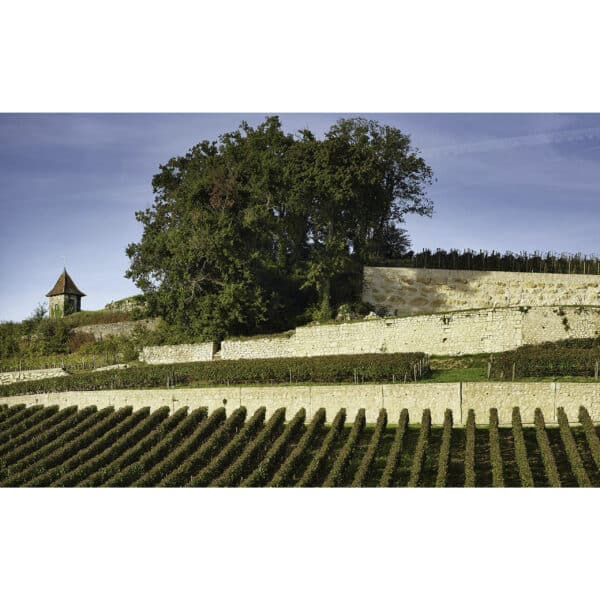 CHATEAU PAVIE 2021, ST-EMILION - Image 3