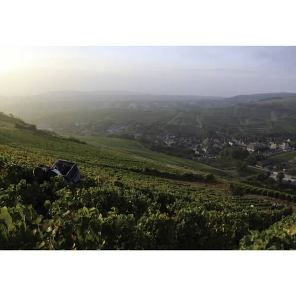 SAUVIGNON BLANC OTIRA, CLOS HENRI - Image 2