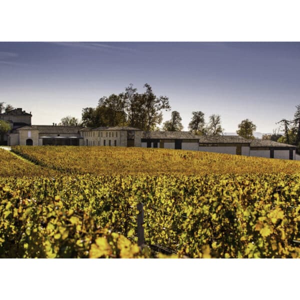 CHATEAU FIGEAC 2021, ST-EMILION - Image 2