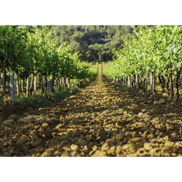 CHATEAUNEUF DU PAPE BLANC "SAINTES PIERRES DE NALYS" - Image 4