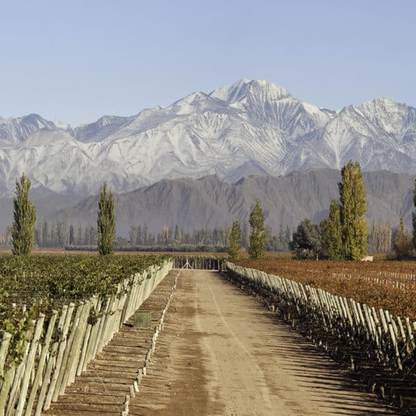 Norton - Argentina - wines online - la maison du vin