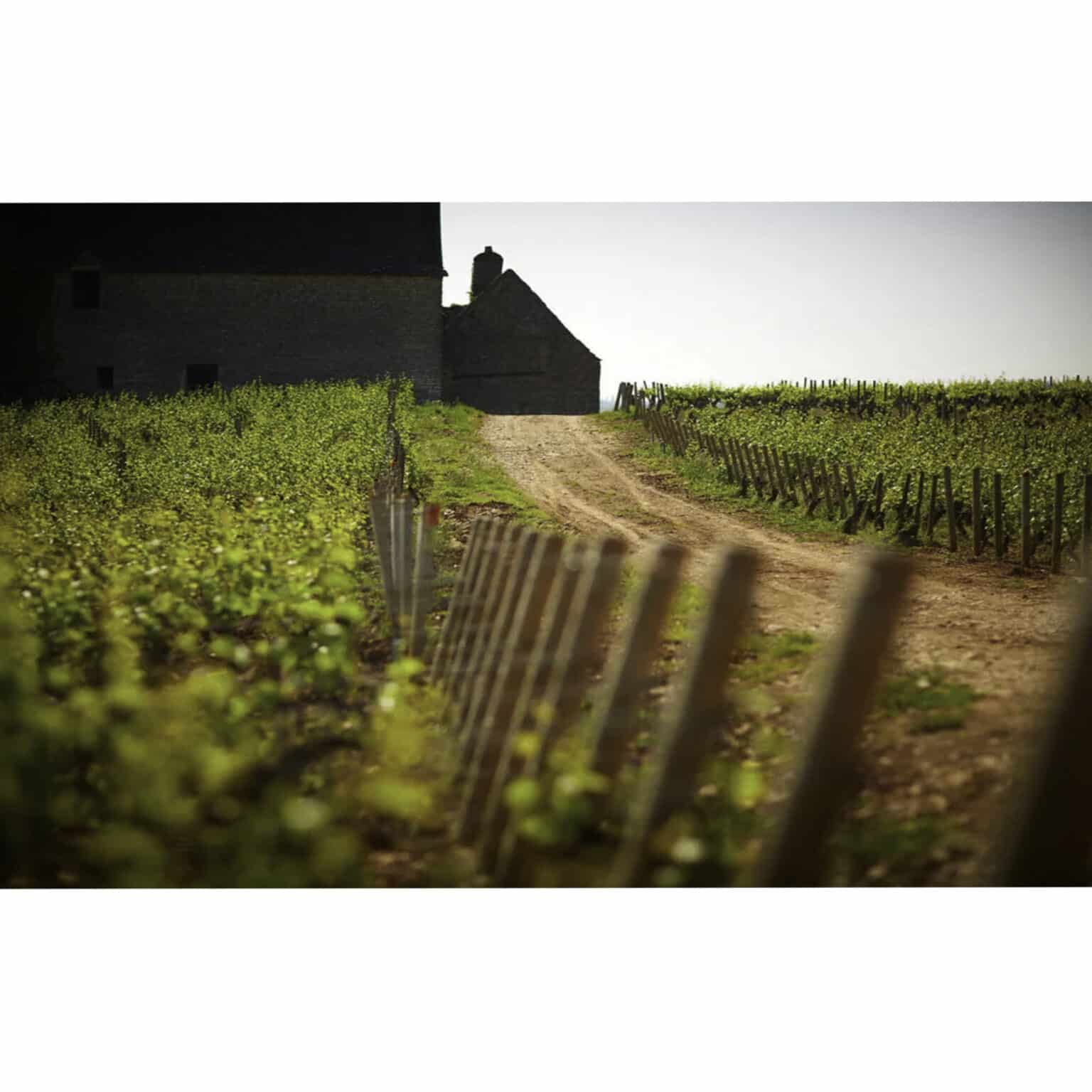 Olivier Leflaive - burgundy wine - cyprus - la maison du vin