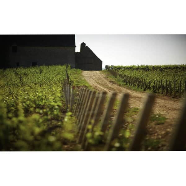 Olivier Leflaive - burgundy wine - cyprus - la maison du vin