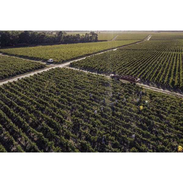 CHATEAU TALBOT 2019, ST-JULIEN - Image 4