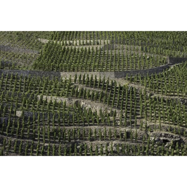 COTE-ROTIE  LA CHATILLONNE 2016  VIDAL FLEURY - Image 3
