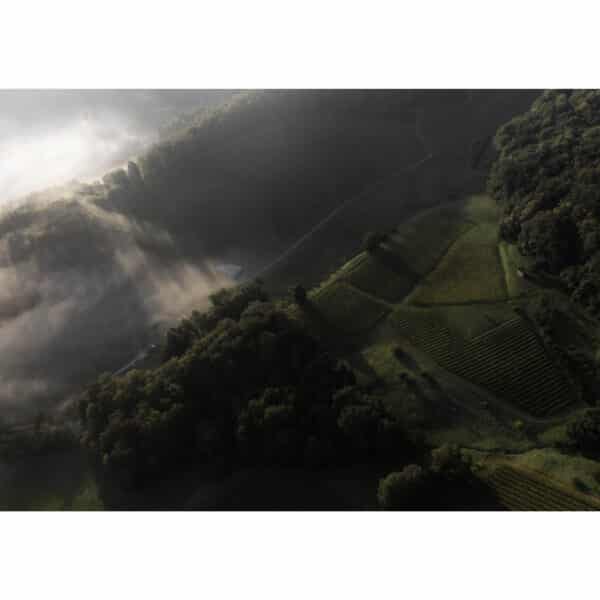 Weingut Firmenich vineyard in South Styria with rolling hills and coral reef soils