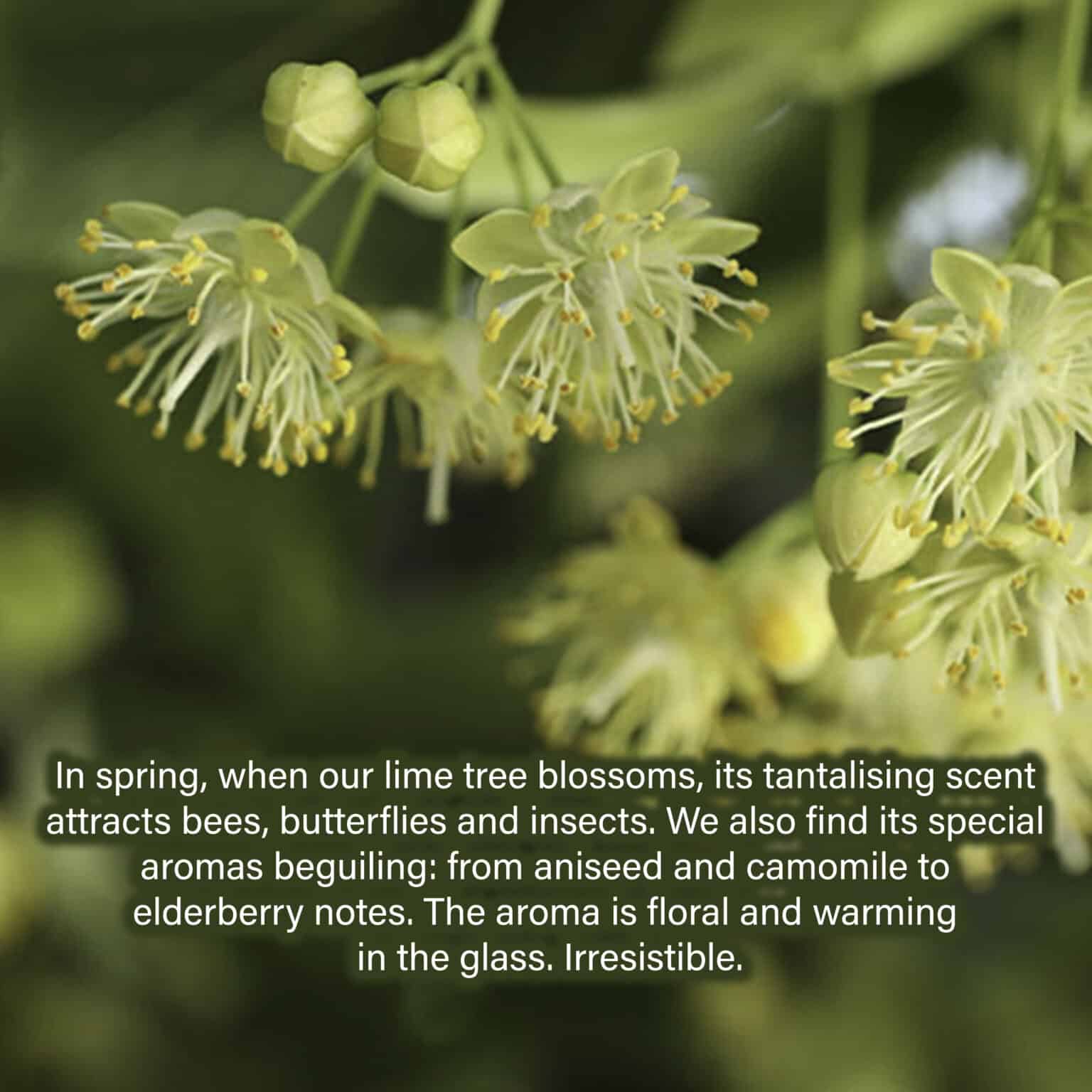 In spring, when our lime tree blossoms, its tantalising scent attracts bees, butterflies and insects. We also find its special aromas beguiling: from aniseed and camomile to elderberry notes. The aroma is floral and warming in the glass. Irresistible.