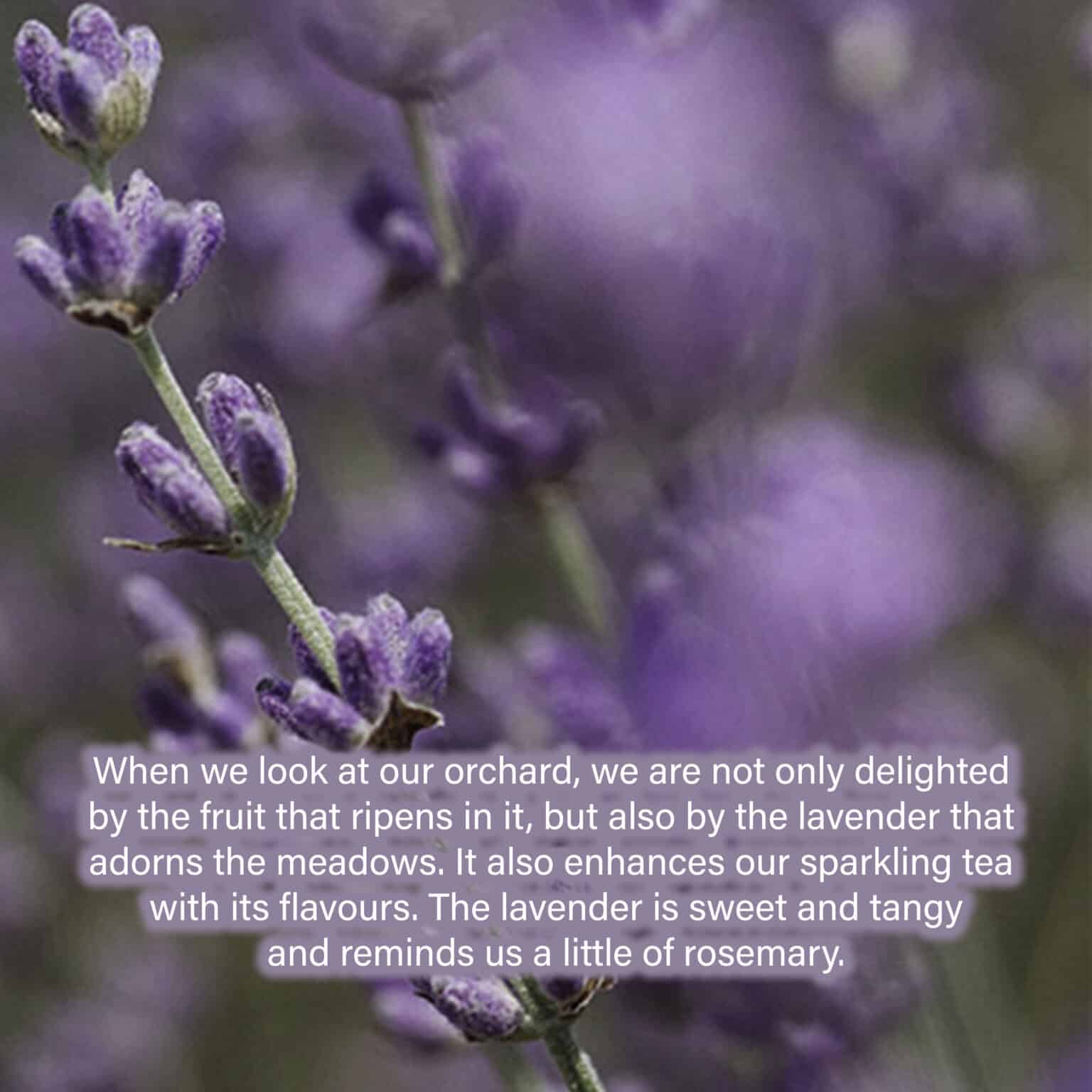 When we look at our orchard, we are not only delighted by the fruit that ripens in it, but also by the lavender that adorns the meadows. It also enhances our sparkling tea with its flavours. The lavender is sweet and tangy and reminds us a little of rosemary.