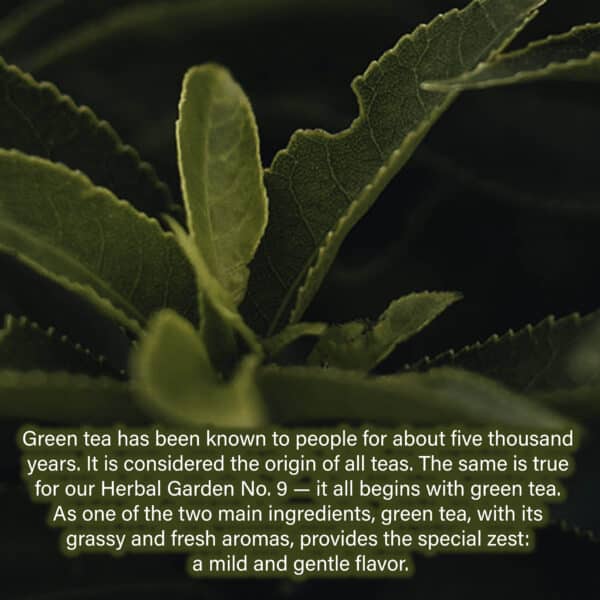 Green tea has been known to people for about five thousand years. It is considered the origin of all teas. The same is true for our Herbal Garden No. 9 — it all begins with green tea. As one of the two main ingredients, green tea, with its grassy and fresh aromas, provides the special zest: a mild and gentle flavor.