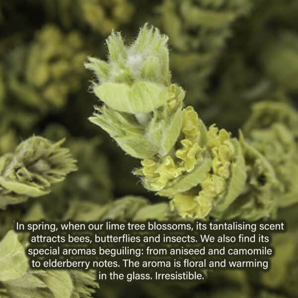 Greek mountain tea gives the Herbal Garden its lemony-minty flavor, with a hint of cinnamon in the background. As one of the two main ingredients, mountain tea holds a place of high importance for us. It is also highly valued in Greece — cherished for its reputed healing properties.